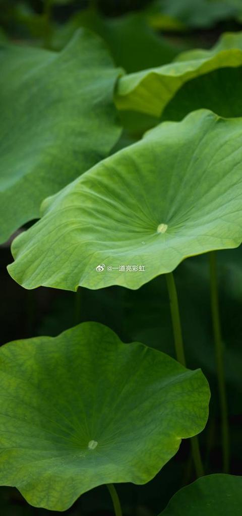 手机版电脑